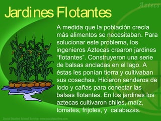 Jardines Flotantes 
A medida que la población crecía 
más alimentos se necesitaban. Para 
solucionar este problema, los 
ingenieros Aztecas crearon jardines 
“flotantes”. Construyeron una serie 
de balsas ancladas en el lago. A 
éstas les ponían tierra y cultivaban 
sus cosechas. Hicieron senderos de 
lodo y cañas para conectar las 
balsas flotantes. En los jardines los 
aztecas cultivaron chiles, maíz, 
tomates, frijoles, y calabazas. 
 