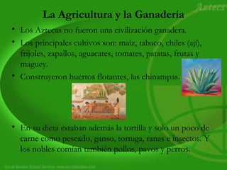 La Agricultura y la Ganadería
• Los Aztecas no fueron una civilización ganadera.
• Los principales cultivos son: maíz, tabaco, chiles (ají),
frijoles, zapallos, aguacates, tomates, patatas, frutas y
maguey.
• Construyeron huertos flotantes, las chinampas.
• En su dieta estaban además la tortilla y solo un poco de
carne como pescado, ganso, tortuga, ranas e insectos. Y
los nobles comían también pollos, pavos y perros.
 