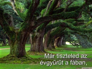 Már tiszteled az évgyűrűt a fában , 