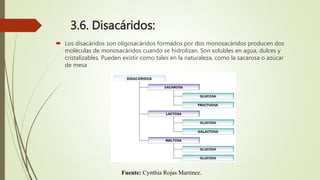 3.6. Disacáridos:
 Los disacáridos son oligosacáridos formados por dos monosacáridos producen dos
moléculas de monosacáridos cuando se hidrolizan. Son solubles en agua, dulces y
cristalizables. Pueden existir como tales en la naturaleza, como la sacarosa o azúcar
de mesa
Fuente: Cynthia Rojas Martinez.
 