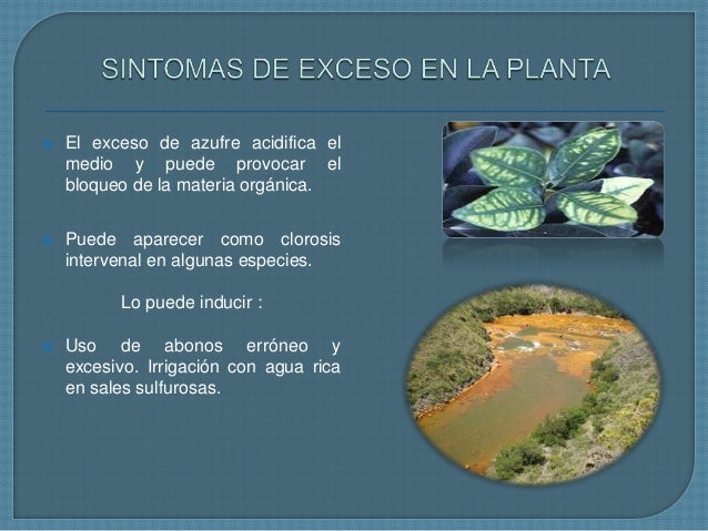 Exceso De Azufre En Las Plantas