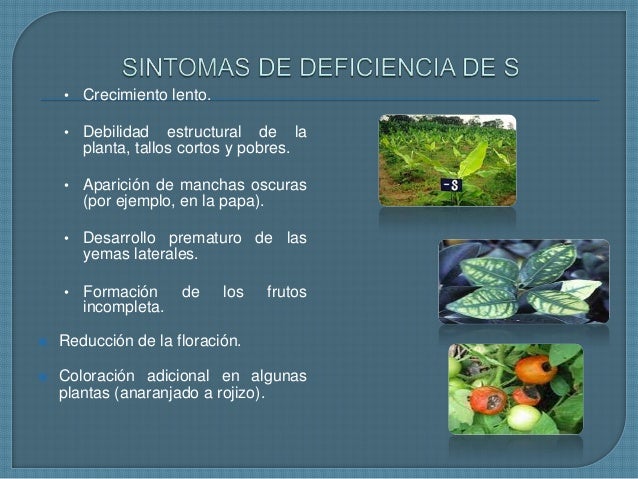 Azufre fisiologia vegetal