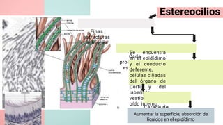 tejido epitelial
