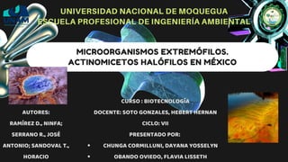 MICROORGANISMOS EXTREMÓFILOS.
ACTINOMICETOS HALÓFILOS EN MÉXICO
UNIVERSIDAD NACIONAL DE MOQUEGUA
ESCUELA PROFESIONAL DE INGENIERÍA AMBIENTAL
CHUNGA CORMILLUNI, DAYANA YOSSELYN
OBANDO OVIEDO, FLAVIA LISSETH
CURSO : BIOTECNOLOGÍA
DOCENTE: SOTO GONZALES, HEBERT HERNAN
CICLO: VII
PRESENTADO POR:
AUTORES:
RAMÍREZ D., NINFA;
SERRANO R., JOSÉ
ANTONIO; SANDOVAL T.,
HORACIO
 
