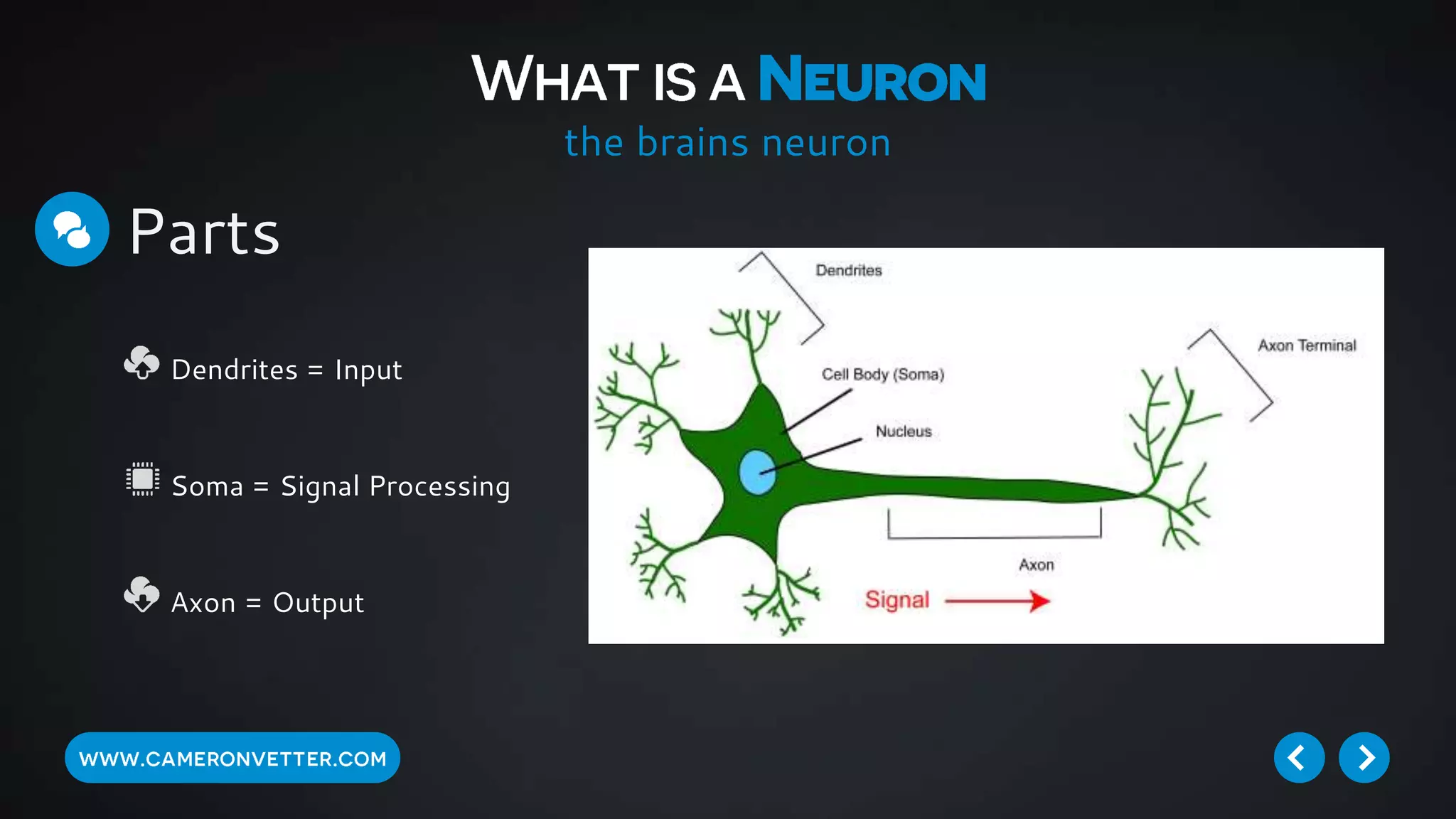the brains neuron
Parts
Dendrites = Input
Soma = Signal Processing
Axon = Output
 