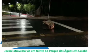 Jacaré atravessa via em frente ao Parque das Águas em Cuiabá
 