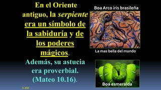 En el Oriente       Boa Arco iris brasileña
antiguo, la serpiente
 era un símbolo de
  la sabiduría y de
     los poderes
                        La mas bella del mundo
       mágicos.
 Además, su astucia
  era proverbial.
  (Mateo 10.16).
                            Boa esmeralda
LASC
 