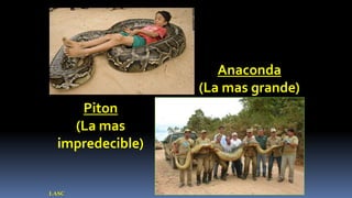 Anaconda
                  (La mas grande)
     Piton
    (La mas
  impredecible)


LASC
 