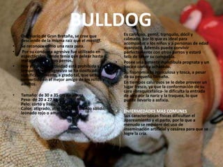 BULLDOG        Es cariñoso, gentil, tranquilo, dócil y calmado, por lo que es ideal para acompañar a los niños y a personas de edad avanzada. Además puede convivir perfectamente con otros perros y estará feliz de tener su compañía. Posee una potente mandíbula prognata y un hocico corto y achatado. Su fisonomía es musculosa y tosca, a pesar de su pequeño tamaño. En tiempos calurosos se le debe proveer un lugar fresco, ya que la conformación de su cara –braquicefálica- le dificulta la entrada de aire por la nariz y la traquea, lo que puede llevarlo a asfixia.ENFERMEDADES MAS COMUNESSus características físicas dificultan el apareamiento y el parto, por lo que a menudo se requiere del uso de inseminación artificial y cesárea para que se logre la cría.Originario de Gran Bretaña, se cree que desciende de la misma raíz que el mastiff. Se reconoce como una raza pura.Por su conducta agresiva fue utilizado en espectáculos donde tenía que pelear hasta matar toros y otros perros. Hoy en día esa actividad está prohibida y su temperamento agresivo se ha dosificado significativamente, a grado tal, que se ha convertido en el mejor amigo de los niños y adultos.Tamaño: de 30 a 35 cm de altura.Peso: de 20 a 27 kg.Pelo: corto y liso.Color: atigrado, atigrado rojo, blanco sólido, leonado rojo o amarillo.