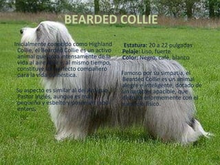 BEARDED COLLIE Estatura: 20 a 22 pulgadasPelaje: Liso, fuerteColor: Negro, café, blanco      Famoso por su simpatía, el BeardedCollie es un animal alegre e inteligente, dotado de un carácter apacible, que disfruta enormemente con el ejercicio físico.Inicialmente conocido como Highland Collie, el BeardedCollie es un activo animal que goza intensamente de la vida al aire libre y, al mismo tiempo, constituye un perfecto compañero para la vida doméstica.      Su aspecto es similar al del Antiguo Pastor Inglés, aunque es más pequeño y esbelto y posee un rabo entero. 