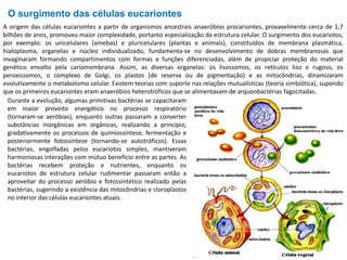 A origem das células eucariontes a partir de organismos ancestrais anaeróbios procariontes, provavelmente cerca de 1,7
bilhões de anos, promoveu maior complexidade, portanto especialização da estrutura celular. O surgimento dos eucariotos,
por exemplo: os unicelulares (amebas) e pluricelulares (plantas e animais), constituídos de membrana plasmática,
hialoplasma, organelas e núcleo individualizado, fundamenta-se no desenvolvimento de dobras membranosas que
invaginaram formando compartimentos com formas e funções diferenciadas, além de propiciar proteção do material
genético envolto pela cariomembrana. Assim, as diversas organelas: os lisossomos, os retículos liso e rugoso, os
peroxissomos, o complexo de Golgi, os plastos (de reserva ou de pigmentação) e as mitocôndrias, dinamizaram
evolutivamente o metabolismo celular. Existem teorias com suporte nas relações mutualísticas (teoria simbiótica), supondo
que os primeiros eucariontes eram anaeróbios heterotróficos que se alimentavam de arqueobactérias fagocitadas.
Durante a evolução, algumas primitivas bactérias se capacitaram
em maior proveito energético no processo respiratório
(tornaram-se aeróbias), enquanto outras passaram a converter
substâncias inorgânicas em orgânicas, realizando a princípio,
gradativamente os processos de quimiossíntese, fermentação e
posteriormente fotossíntese (tornando-se autotróficos). Essas
bactérias, engolfadas pelos eucariotos simples, mantiveram
harmoniosas interações com mútuo benefício entre as partes. As
bactérias recebem proteção e nutrientes, enquanto os
eucariotos de estrutura celular rudimentar passaram então a
aproveitar do processo aeróbio e fotossintético realizado pelas
bactérias, sugerindo a existência das mitocôndrias e cloroplastos
no interior das células eucariontes atuais.
O surgimento das células eucariontes
 