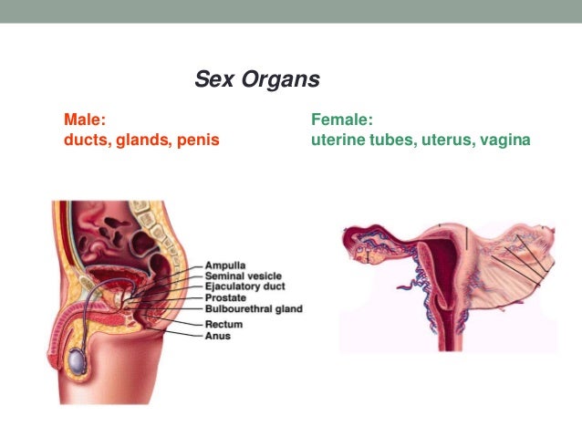 Homologous organ to vagina in males