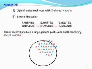 13
Assumptions:
1) Diploid, autosomal locus with 2 alleles: A and a
2) Simple life cycle:
PARENTS GAMETES ZYGOTES
(DIPLIOD) (HAPLOID) (DIPLOID)
These parents produce a large gamete pool (Gene Pool) containing
alleles A and a.
a A A a
a A A a A a a
a A A a a A a A A
a a A A a a a
a A a a A A
A a A
 