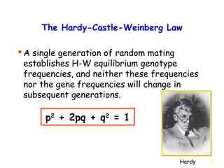 26
The Hardy-Castle-Weinberg Law
 A single generation of random mating
establishes H-W equilibrium genotype
frequencies, and neither these frequencies
nor the gene frequencies will change in
subsequent generations.
Hardy
p2
+ 2pq + q2
= 1
 