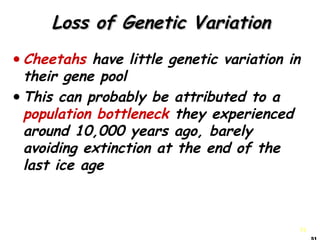 51
Loss of Genetic VariationLoss of Genetic Variation
•Cheetahs have little genetic variation in
their gene pool
•This can probably be attributed to a
population bottleneck they experienced
around 10,000 years ago, barely
avoiding extinction at the end of the
last ice age
 