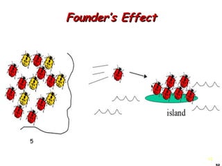52
Founder’s EffectFounder’s Effect
5
 