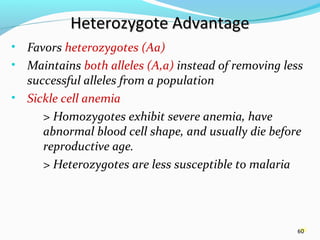 60
Heterozygote AdvantageHeterozygote Advantage
• Favors heterozygotes (Aa)
• Maintains both alleles (A,a) instead of removing less
successful alleles from a population
• Sickle cell anemia
> Homozygotes exhibit severe anemia, have
abnormal blood cell shape, and usually die before
reproductive age.
> Heterozygotes are less susceptible to malaria
60
 