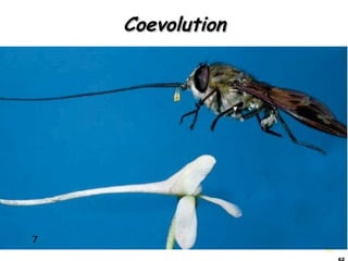 62
CoevolutionCoevolution
7
 