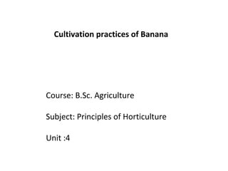 Course: B.Sc. Agriculture
Subject: Principles of Horticulture
Unit :4
Cultivation practices of Banana
 