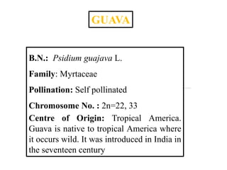 Guava Native Map B.sc. agri i po h unit 4.4 cultivation practices of guava | PPTX