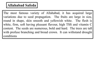 Allahabad Safeda
The most famous variety of Allahabad, it has acquired large
variations due to seed propagation. The fruit...