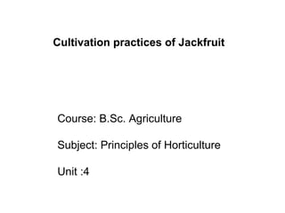 Course: B.Sc. Agriculture
Subject: Principles of Horticulture
Unit :4
Cultivation practices of Jackfruit
 