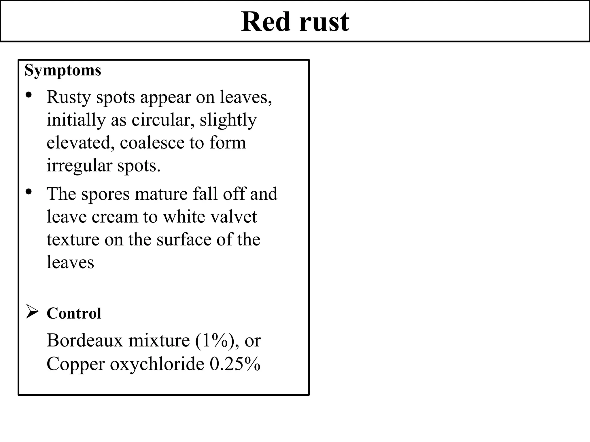 Red rust
Symptoms
• Rusty spots appear on leaves,
initially as circular, slightly
elevated, coalesce to form
irregular spots.
• The spores mature fall off and
leave cream to white valvet
texture on the surface of the
leaves
 Control
Bordeaux mixture (1%), or
Copper oxychloride 0.25%
 