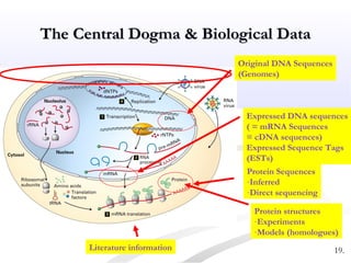 The Central Dogma & Biological DataThe Central Dogma & Biological Data
Protein structures
-Experiments
-Models (homologues)
Literature information
Original DNA Sequences
(Genomes)
Protein Sequences
-Inferred
-Direct sequencing
Expressed DNA sequences
( = mRNA Sequences
= cDNA sequences)
Expressed Sequence Tags
(ESTs)
19.
 