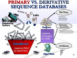 PRIMARYPRIMARY VS.VS. DERIVATIVEDERIVATIVE
SEQUENCE DATABASESSEQUENCE DATABASES
GenBankGenBank
SequencingSequencing
CentersCenters
GA
GAGA
ATT
ATT
C
CGAGA
ATT
ATT
C
C
AT
GAGA
ATT
C
C GAGA
ATT
C
C
TTGACA
ATTGACTA
ACGTGC
TTGACA
CGTGA
ATTGACTA
TATAGCCG
ACGTGC
ACGTGC
ACGTGC
TTGACA
TTGACA
CGTGA
CGTGA
CGTGA
ATTGACTA
ATTGACTA
ATTGACTA
ATTGACTA
TATAGCCG
TATAGCCGTATAGCCG
TATAGCCGTATAGCCG TATAGCCGTATAGCCG TATAGCCG
CATT
GAGA
ATT
C
C GAGA
ATT
C
C LabsLabs
AlgorithmsAlgorithms
UniGene
CuratorsCurators
RefSeq
Genome
Assembly
TATAGCCG
AGCTCCGATA
CCGATGACAA
Updated
continually
by NCBI
Updated
continually
by NCBI
Updated ONLY
by submitters
20.
 