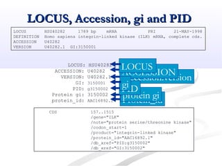 Accession.version
LOCUS, Accession, gi and PIDLOCUS, Accession, gi and PID
LOCUS HSU40282 1789 bp mRNA PRI 21-MAY-1998
DEFINITION Homo sapiens integrin-linked kinase (ILK) mRNA, complete cds.
ACCESSION U40282
VERSION U40282.1 GI:3150001
CDS 157..1515
/gene="ILK"
/note="protein serine/threonine kinase"
/codon_start=1
/product="integrin-linked kinase"
/protein_id="AAC16892.1"
/db_xref="PID:g3150002"
/db_xref="GI:3150002"
LOCUS: HSU40282
ACCESSION: U40282
VERSION: U40282.1
GI: 3150001
PID: g3150002
Protein gi: 3150002
protein_id: AAC16892.1 Protein_idprotein gi
ACCESSION
LOCUS
PIDgi
 