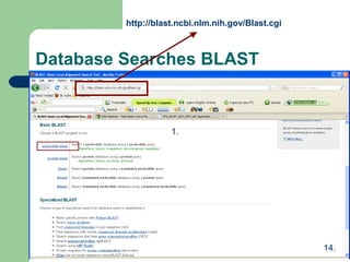 Database Searches BLAST
http://blast.ncbi.nlm.nih.gov/Blast.cgi
1.
14.
 