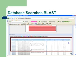 Database Searches BLAST
18.
 