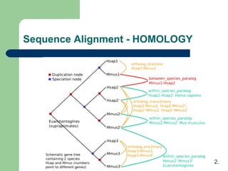 Sequence Alignment - HOMOLOGY
2.
 