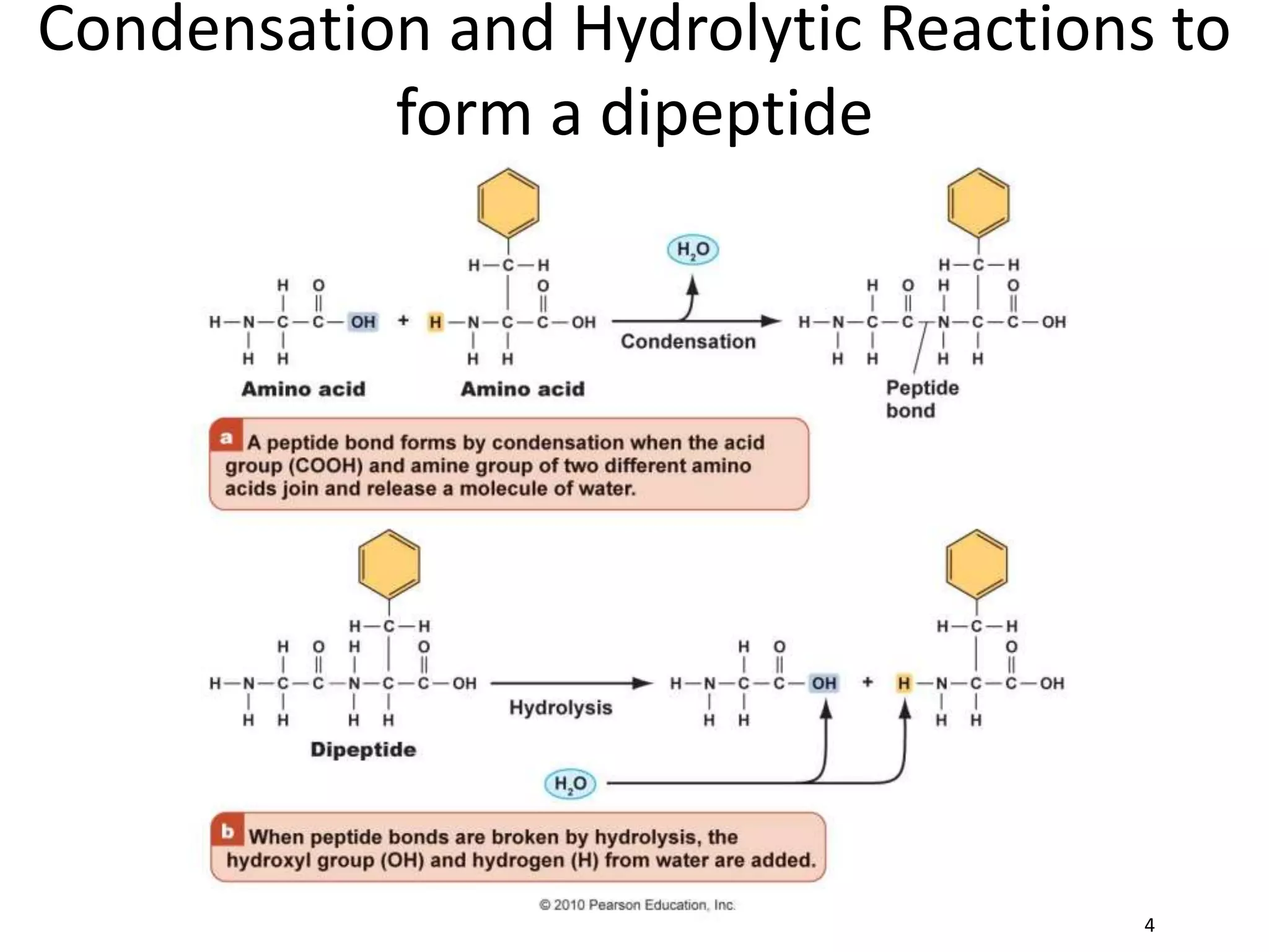 Condensation and Hydrolytic Reactions to
form a dipeptide
4
 