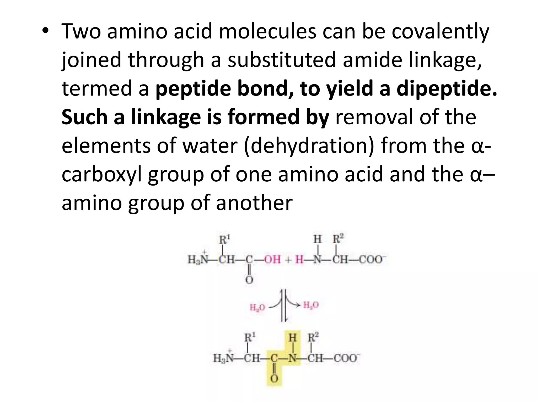 • Two amino acid molecules can be covalently
joined through a substituted amide linkage,
termed a peptide bond, to yield a dipeptide.
Such a linkage is formed by removal of the
elements of water (dehydration) from the α-
carboxyl group of one amino acid and the α–
amino group of another
 