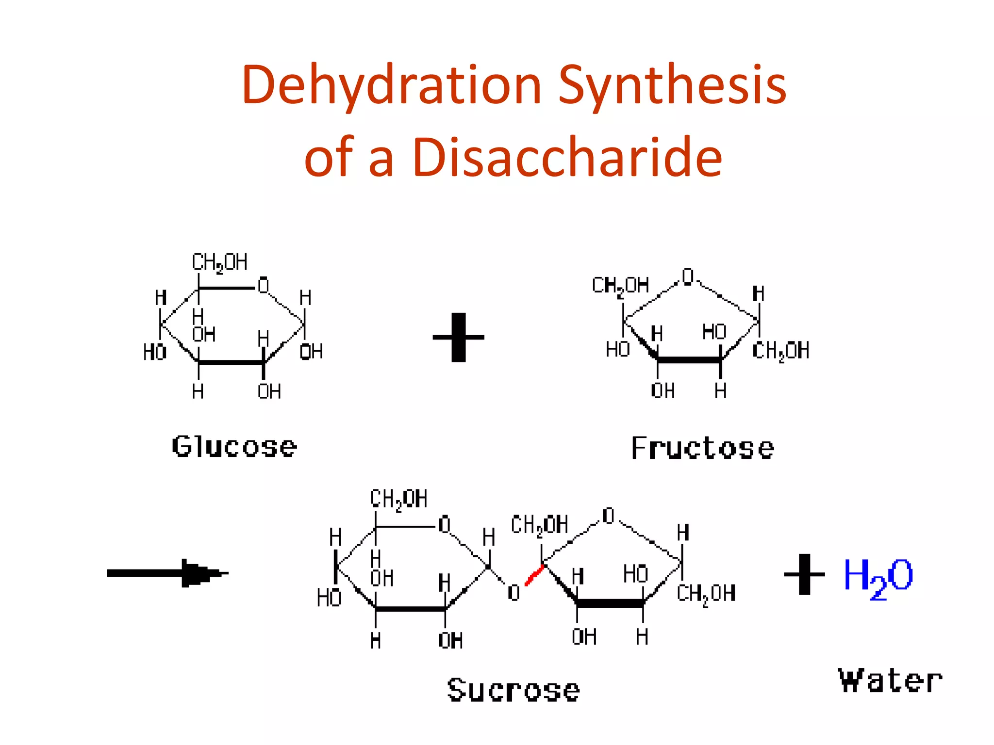 Dehydration Synthesis
of a Disaccharide
 