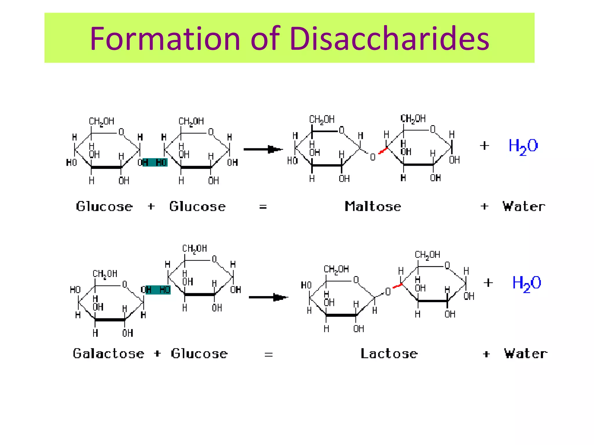 Formation of Disaccharides
 