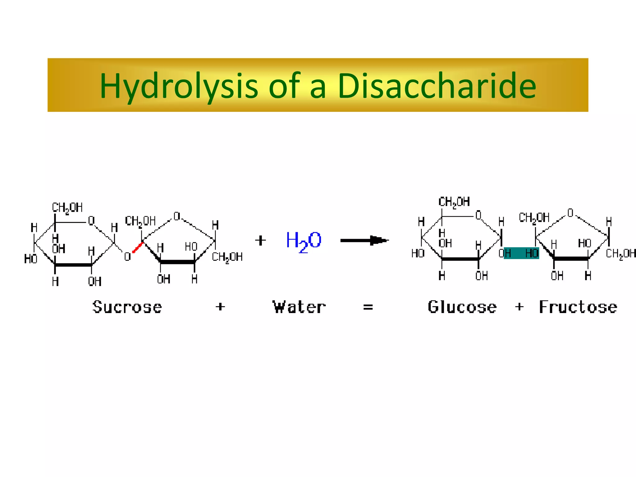 Hydrolysis of a Disaccharide
 