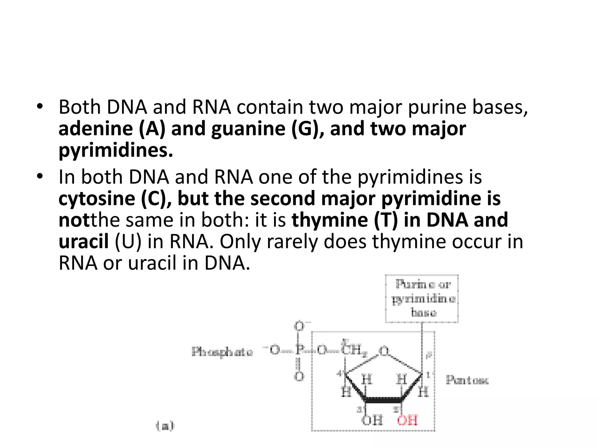 • Both DNA and RNA contain two major purine bases,
adenine (A) and guanine (G), and two major
pyrimidines.
• In both DNA and RNA one of the pyrimidines is
cytosine (C), but the second major pyrimidine is
notthe same in both: it is thymine (T) in DNA and
uracil (U) in RNA. Only rarely does thymine occur in
RNA or uracil in DNA.
 