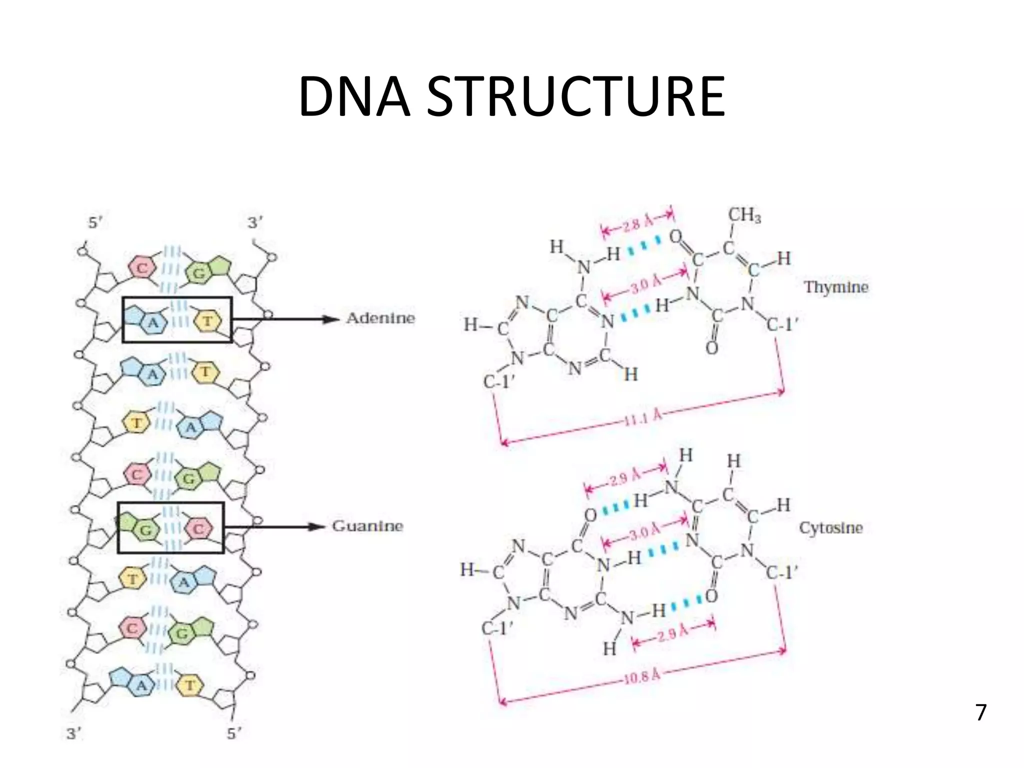 DNA STRUCTURE
7
 