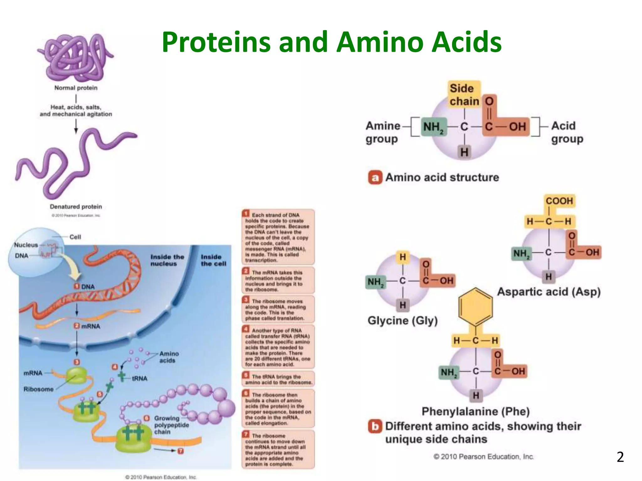 Proteins and Amino Acids
2
 