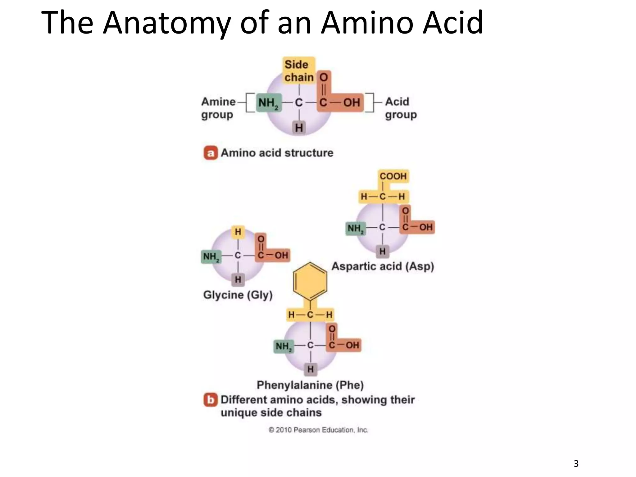 The Anatomy of an Amino Acid
3
 