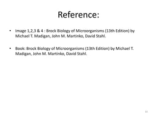 Branches of Microbiology
• Biotechnology
– GMOs/GEMs for industrial, pharmaceutical and
agricultural applications
– Improvements of agriculture (plants and animals)
– Gene therapy: inserting a missing gene or replacing a
defective one in human cells
10
 