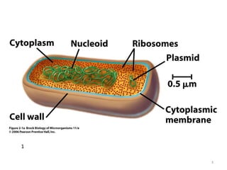 Microbial World
• Viruses
• Bacteria (Eubacteria) and Archaeabacteria
• Fungi (Yeasts and Molds)
• Protozoa
• Microscopic Algae
3
 