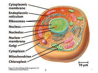 Benefits
• Maintain balance of environment
(microbial ecology)
• Basis of food chain
• Nitrogen fixation
• Photosynthesis
• Digestion, synthesis of vitamins
• Manufacture of food and drink
4
 
