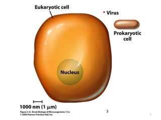 Benefits
• Genetic engineering
• Synthesis of chemical products
• Recycling sewage
• Bioremediation: use microbes to remove
toxins (oil spills)
• Use of microbes to control crop pests
• Normal microbiota
5
 