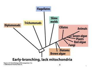 Branches of Microbiology
• Recombinant DNA Technology
– Recombinant DNA
– Genetic engineering/biotechnology
– Microbial genetics – mechanism by which
microbes inherit genes
– Molecular biology – structure and function
(expression) of genes
– Molecular epidemiology/diagnostics
9
 