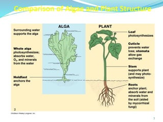 Comparison of Algae and Plant Structure
7
2
 