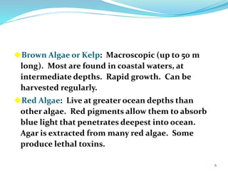 Brown Algae or Kelp: Macroscopic (up to 50 m
long). Most are found in coastal waters, at
intermediate depths. Rapid growt...