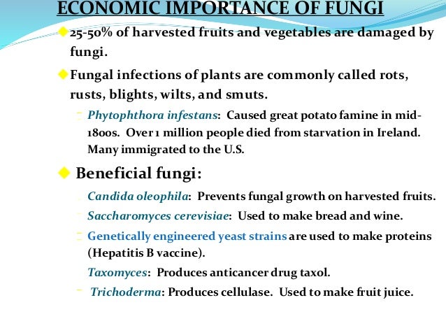 Why are fungi important?